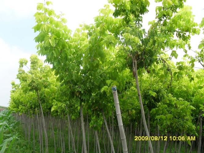 綏化市北林區(qū)大地林木種苗繁育基地