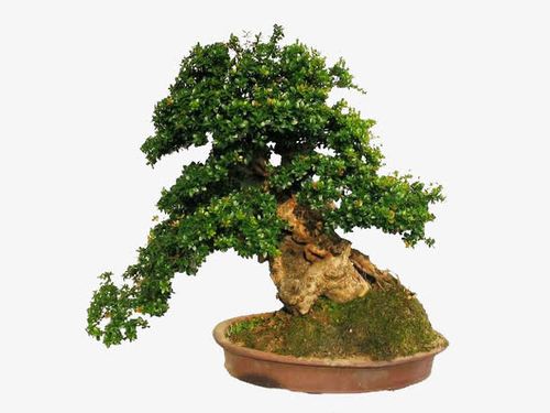 關(guān)鍵詞 : 產(chǎn)品實(shí)物,盆栽設(shè)計(jì)素材,宣傳單素材