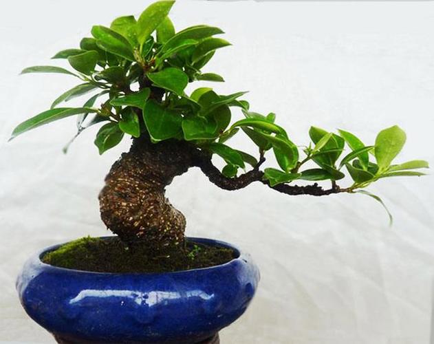 [分享]你知道榕樹盆景對辦公人員運(yùn)勢有何影響嗎?