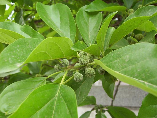 柘樹種子價格 柘樹種子批發(fā) 林木種子銷售圖片_5