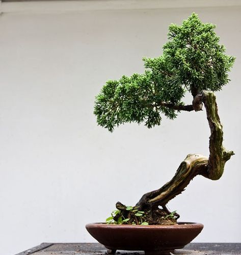 精美小盆景欣賞