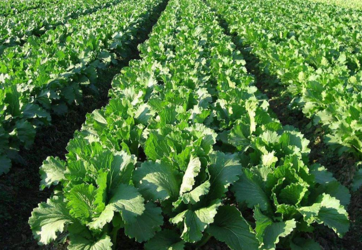 什么是蔬菜的壯苗有哪些標準?