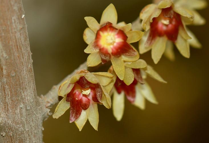 花朵,臘梅,蠟花,黃梅花,植物花卉微距臘梅圖片 花朵,臘梅,蠟花,黃梅花