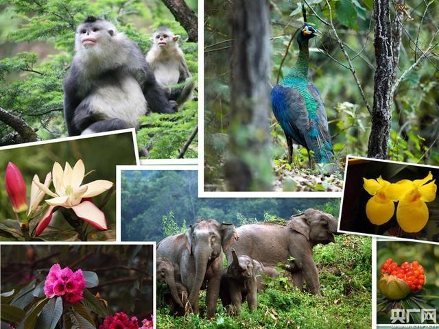 云南林草高質量發(fā)展 國土綠化樹起綠色豐碑