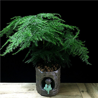 文竹室內(nèi)綠色盆栽大型辦公室吸甲醛 推薦