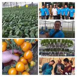 最先進的無土栽培及種菜技術(shù),在這兒