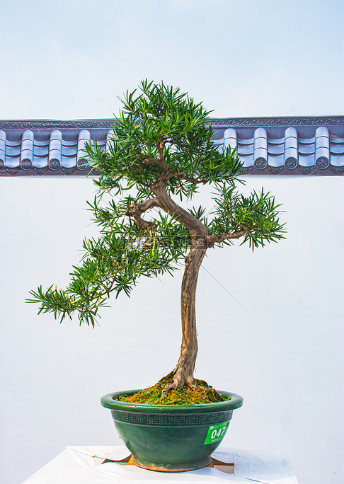 盆景藝術(shù)節(jié)獲獎(jiǎng)作品攝影
