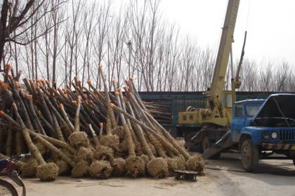 和平林木產品信息_找信息上和平百業網林木頻道