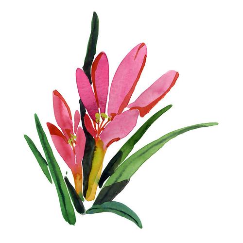 位圖 植物 寫意花卉 花朵 免費(fèi)素材