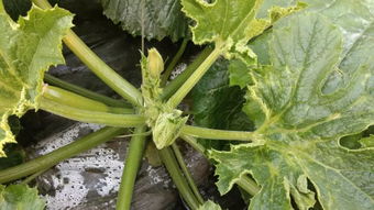 記住這幾招,薊馬防治有效果