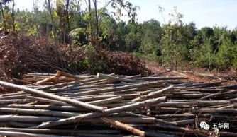 五華這6個(gè)人對山上桉樹偷偷干了這事,結(jié)果被判刑