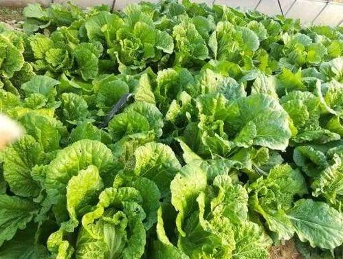 他搞生態(tài)農(nóng)業(yè),產(chǎn)品無人問津,之后免費送蔬菜賠400多萬