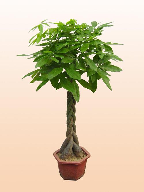 真正的發財樹圖片(真正的發財樹圖片 盆栽)