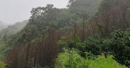 預警 一種新的毀滅性林木害蟲在溫州多地暴發