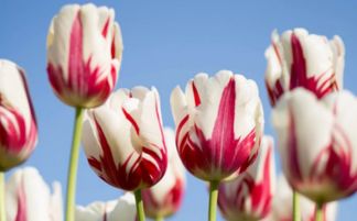 蔡禮旭 護(hù)持正法的智慧