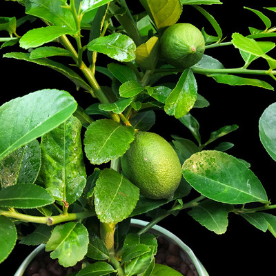 盆栽陽臺(tái)庭院凈化空氣綠植檸檬樹苗 推薦