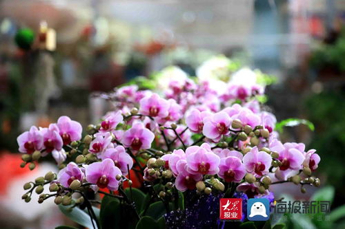 莒州花卉市場(chǎng) 花枝俏 升溫莒城幸福生活的 春天里