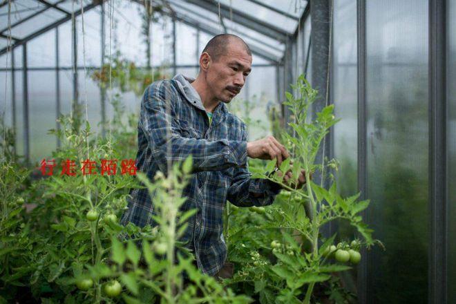 因緣際會來到格陵蘭首都努克的一家溫室蔬菜培育中心擔任園丁,由于