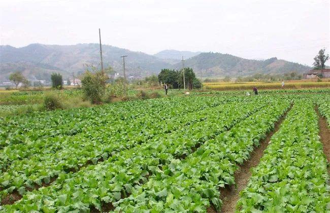 因此在育苗期間,我們要注意為蔬菜培育一個健壯發(fā)達的根系.