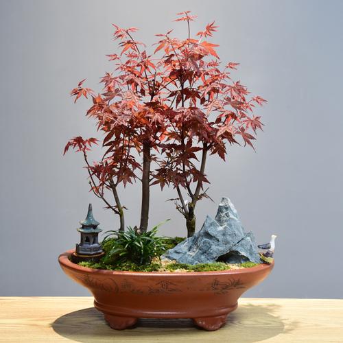 盤景植物室內盆景