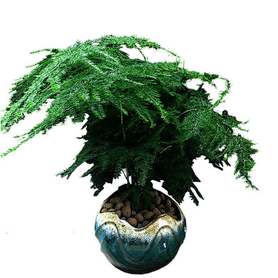 文竹室內(nèi)綠色盆栽大型辦公室吸甲醛 推薦