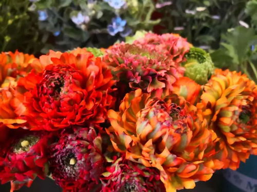 就在開遠(yuǎn) 國際花卉新優(yōu)品種驚艷亮相