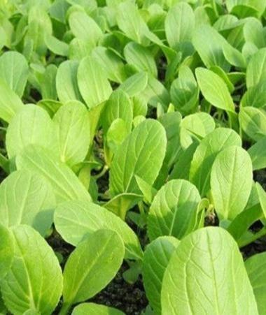 必須的營養(yǎng)品,我們更須培育好自己的蔬菜種子.