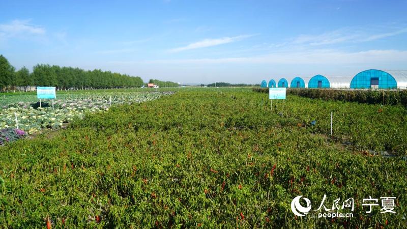 海拔高,氣候冷涼,光照充足,晝夜溫差大,為冷涼蔬菜的培育和種植提供
