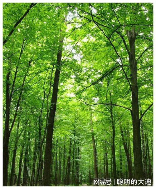 江蘇一公園被 4A 砸中,擁有各類(lèi)林木30余萬(wàn),門(mén)票還免費(fèi)