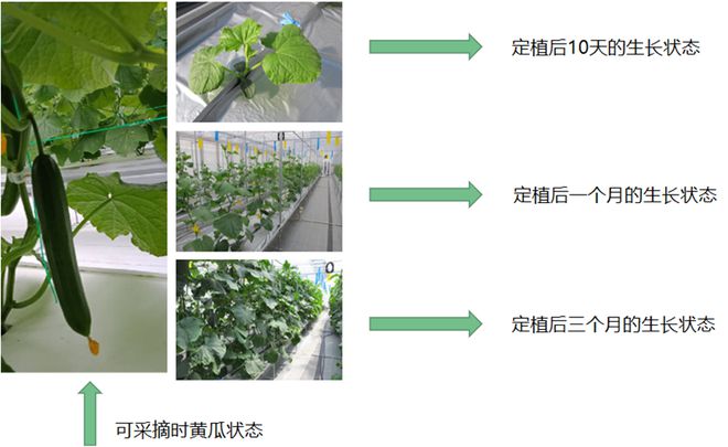 南京國家農創中心:科技賦能現代農業 神奇的&ldquo;植物工廠&rdquo;讓種菜變簡單
