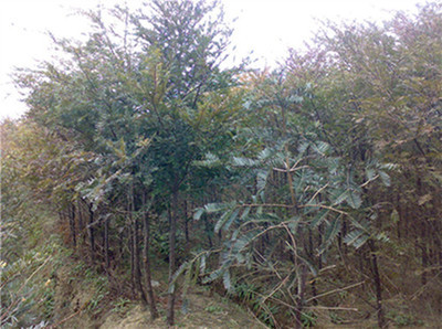 紅豆杉苗-紅豆杉苗產(chǎn)品圖片-江西省九江市廬山林木種苗站供應(yīng)商-湖南花木網(wǎng)