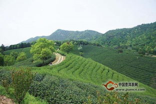 九曲紅梅產(chǎn)自哪里