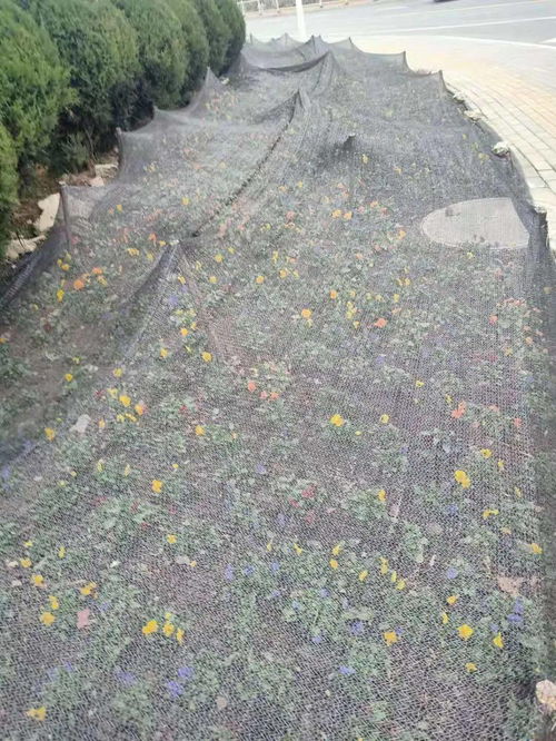 預(yù)防安全隱患,修剪樹(shù)枝保通行