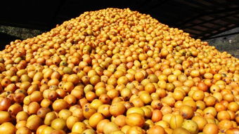 鄉(xiāng)土珍貴樹(shù)種南酸棗進(jìn)入國(guó)家林木種質(zhì)資源庫(kù) 齊云山食品南酸棗國(guó)家林木種質(zhì)資源庫(kù)建設(shè)獲批