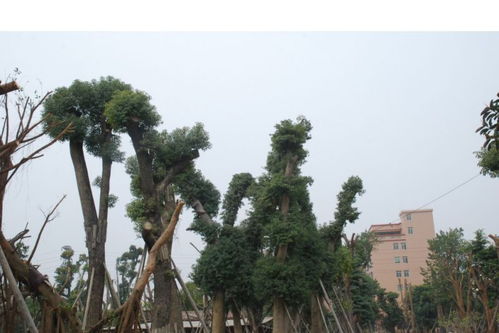 南方珍貴樹(shù)木價(jià)格 風(fēng)順園藝場(chǎng)供 南方大香樟樹(shù) 南方珍貴樹(shù)木價(jià)格圖片大全 佛山市風(fēng)順園藝場(chǎng)