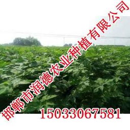 牧桑苗價(jià)格,牧桑苗廠家,邯鄲潤(rùn)德農(nóng)業(yè)價(jià)格 牧桑苗價(jià)格,牧桑苗廠家,邯鄲潤(rùn)德農(nóng)業(yè)廠家  