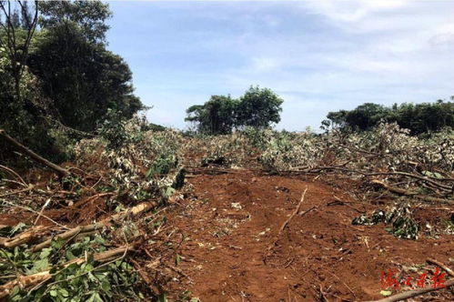 毀壞林木林地面積20.37畝 兩名男子被?？谏叹? />
</span>
<span id=