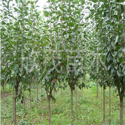 林木種子 基地綠化苗木批發 西府海棠苗 速生海棠規格齊全 量大優惠-沭陽縣新河鎮欣茂苗木園藝場提供林木種子 基地綠化苗木批發 西府海棠苗 速生海棠規格齊全 量大優惠的相關介紹、產品、服務、圖片、價格沭陽縣新河鎮欣茂苗木園藝場、苗木、工程苗、綠化小苗、果樹苗、草坪皮、地被植物、喬木、灌木、西府海棠、櫻花小苗、園藝工具、花盆