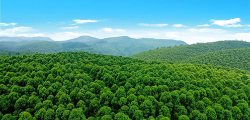 崇左寧明縣&ldquo;六個著眼&rdquo; 做大做強林木產業