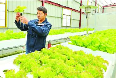 蔬菜種植工業化