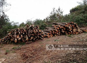 國際奧委會終身教練獎候選公示 郎平劉國梁入圍