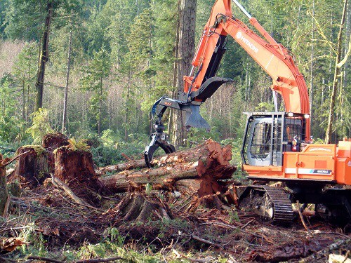 誠招林木采伐工人,歡迎您的加入!
