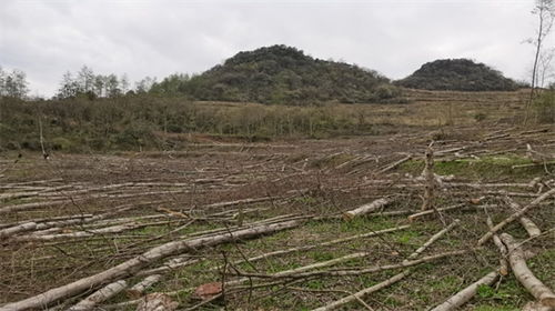 湖南永順公安破獲一起特大濫伐林木團(tuán)伙案 抓獲5人