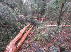 未經(jīng)批準(zhǔn)采伐林木可入刑