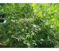 【綠化苗木文冠果樹苗供應各種規格量大價優】淄博淄川多好林木專業合作社 - 產品庫