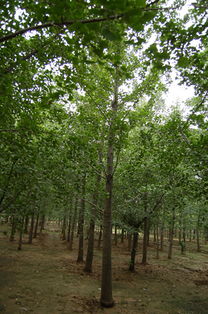 邳州銀杏樹價格 銀杏樹1