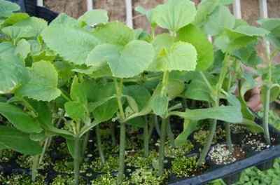 蔬菜苗培育技術(shù)產(chǎn)品大圖