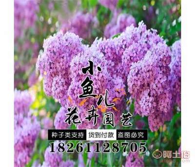 【林木種子批發(fā)丁香種子價(jià)格廠家直銷暴馬丁香種子銷售包發(fā)芽】沭陽縣扎下鎮(zhèn)小魚兒花卉園藝場(chǎng) - 產(chǎn)品庫(kù)