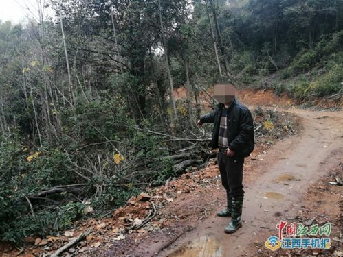 泰和 一村民擅自在山場(chǎng)修路毀壞林木被判刑 圖