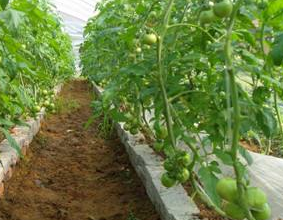 早春茄果類蔬菜如何培育壯苗